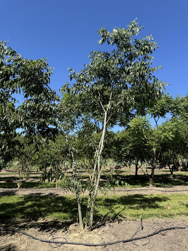 Celtis australis