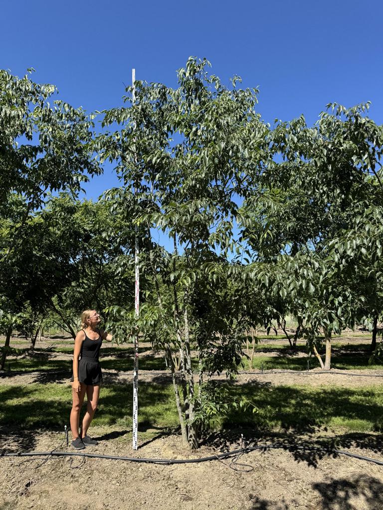 Celtis australis