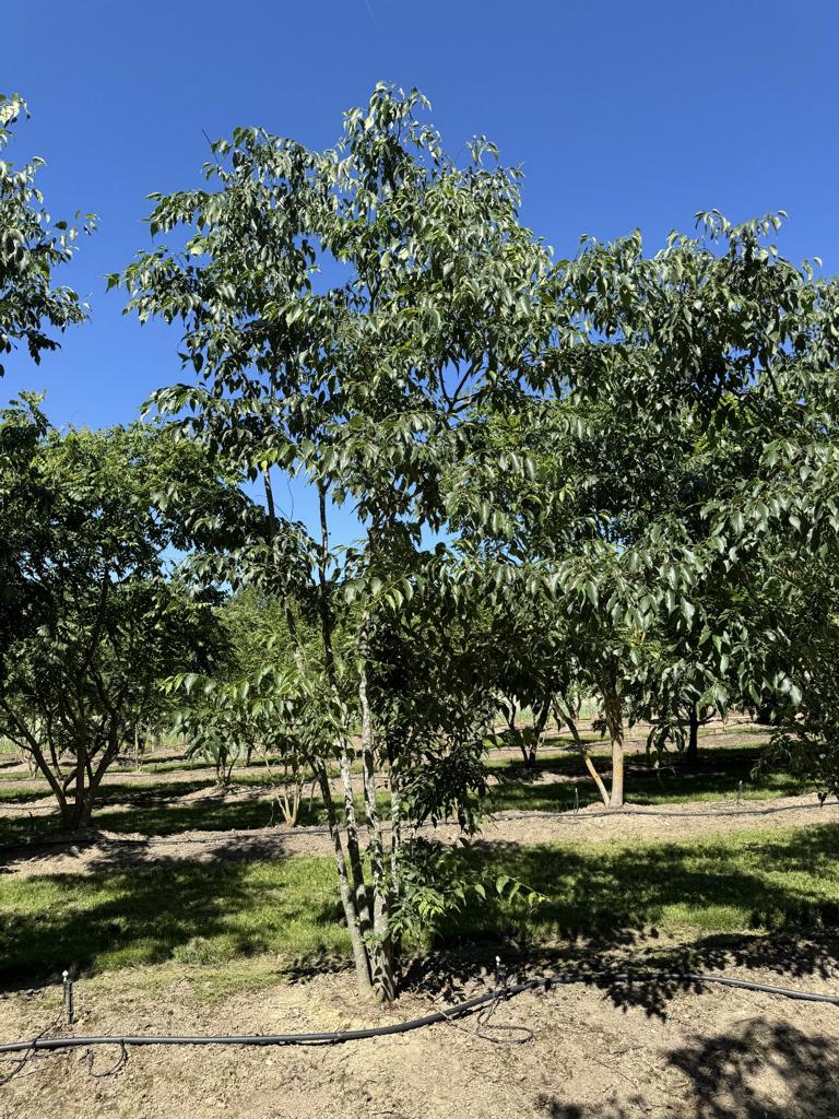 Celtis australis