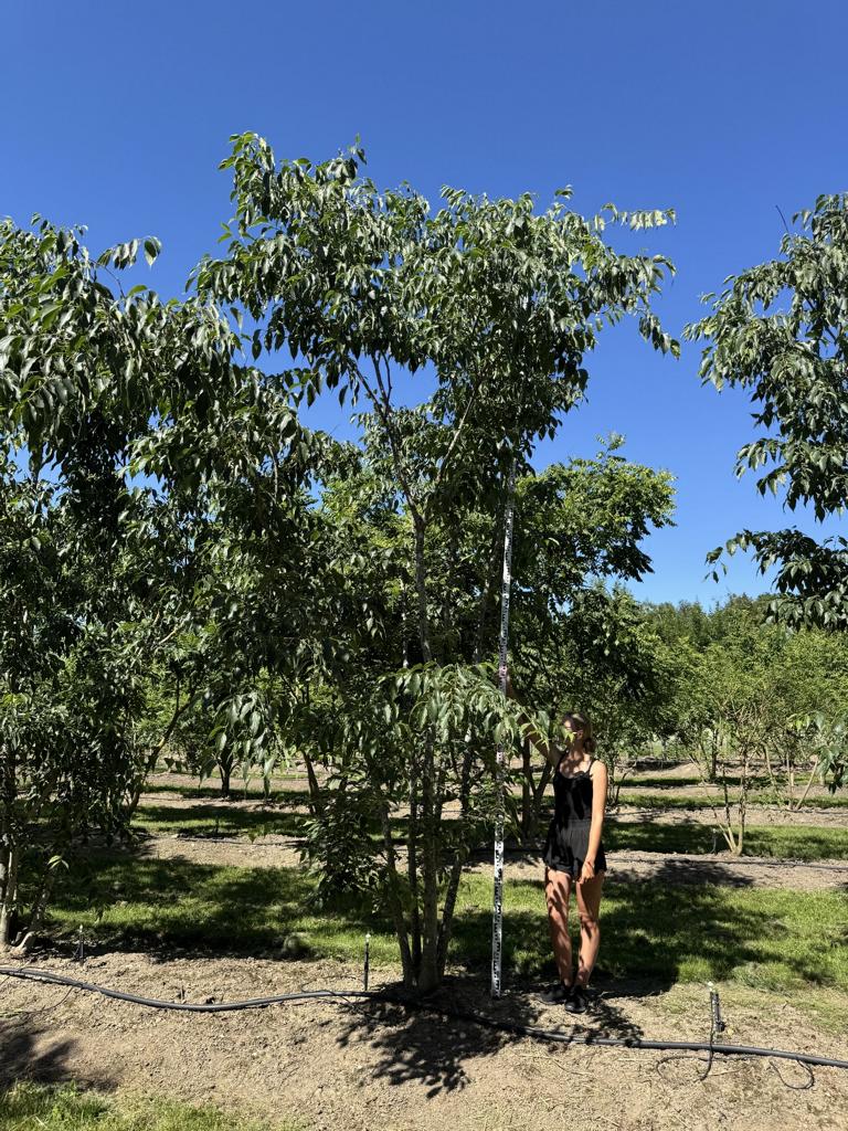 Celtis australis