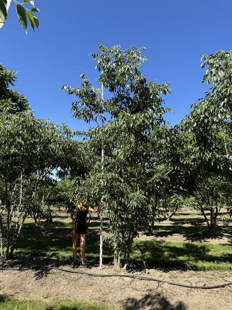Celtis australis