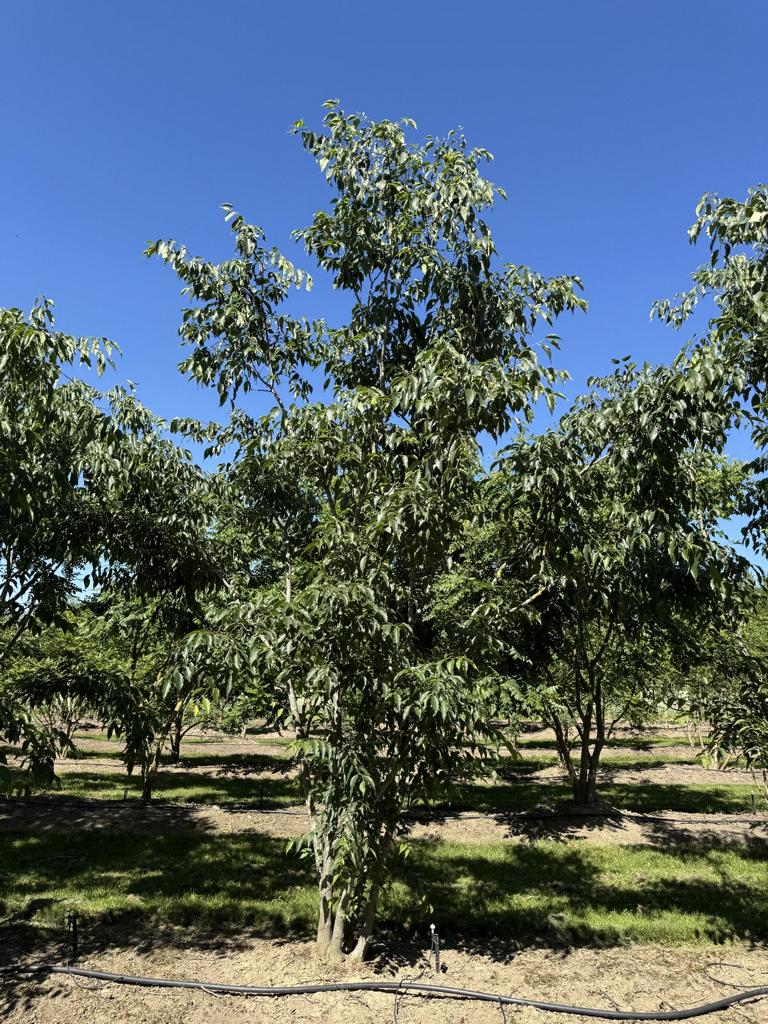 Celtis australis