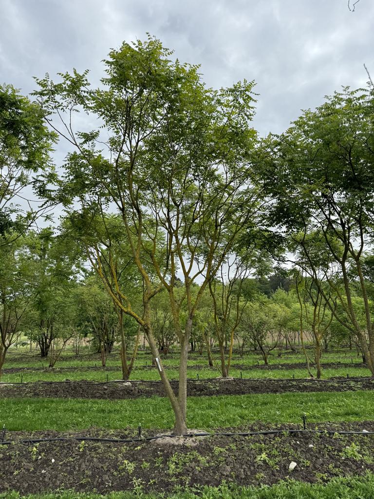 Koelreuteria paniculata