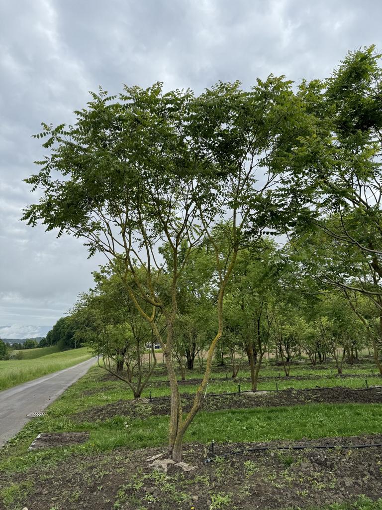 Koelreuteria paniculata