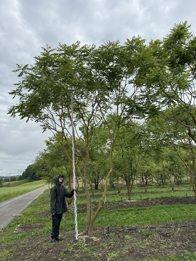 Koelreuteria paniculata