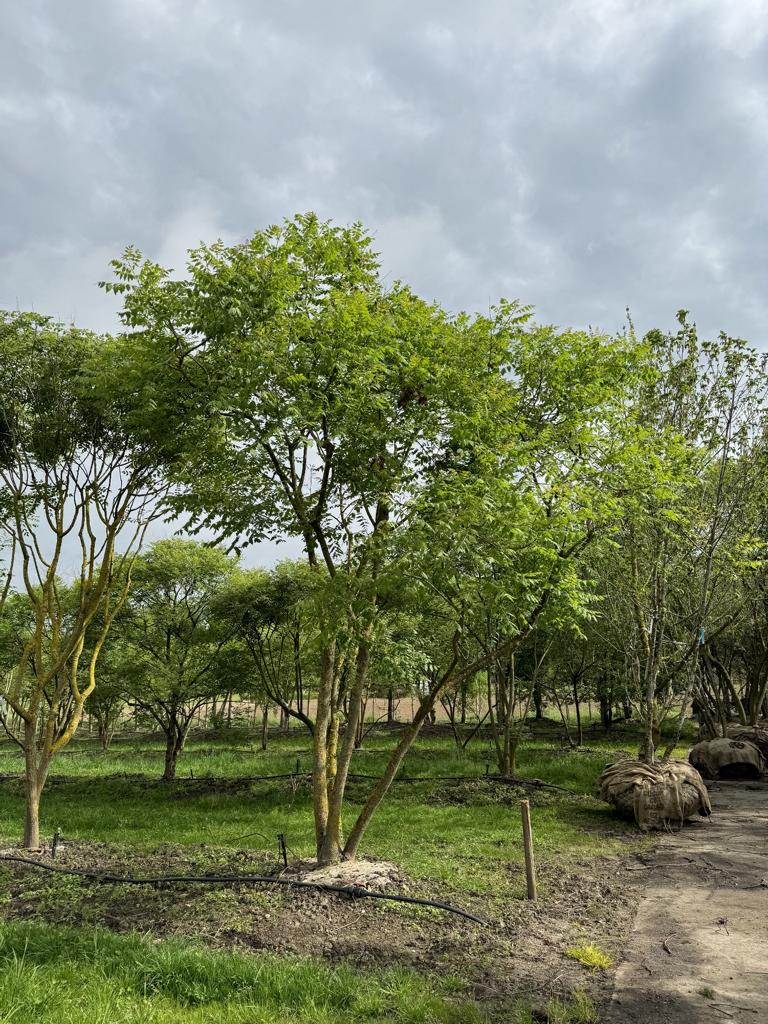 Koelreuteria paniculata