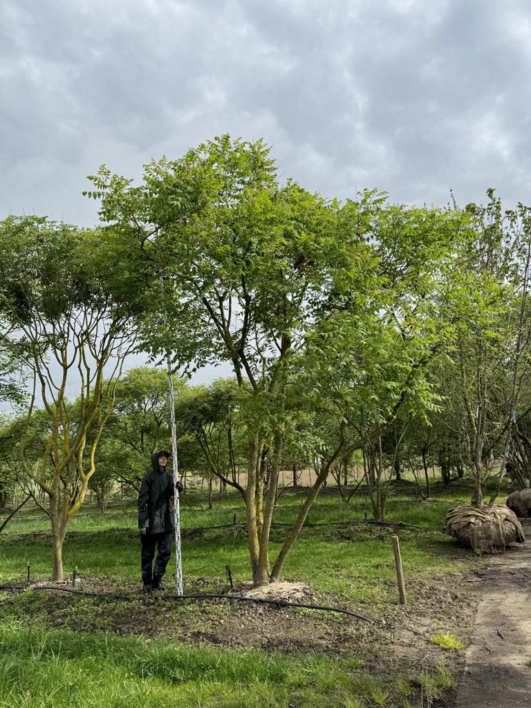 Koelreuteria paniculata