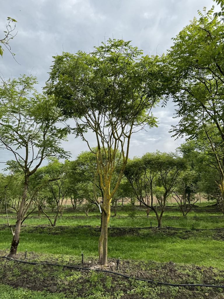 Koelreuteria paniculata