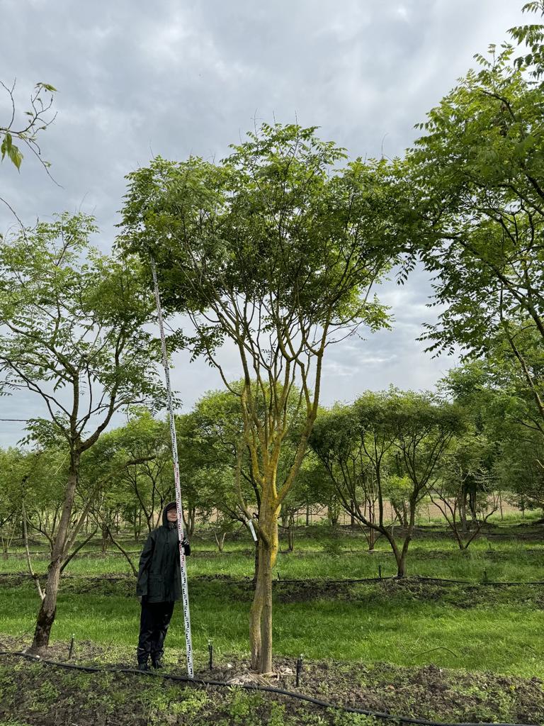 Koelreuteria paniculata