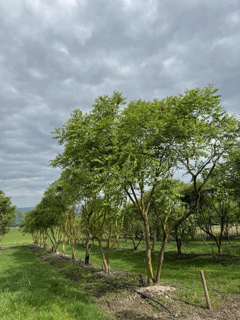 Koelreuteria paniculata