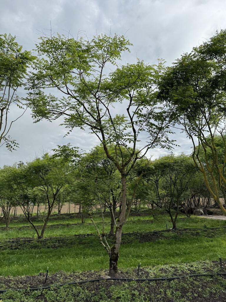 Koelreuteria paniculata