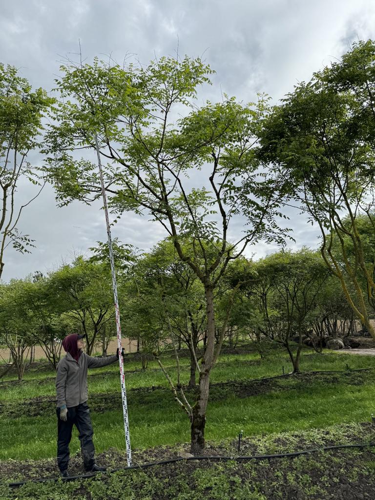 Koelreuteria paniculata
