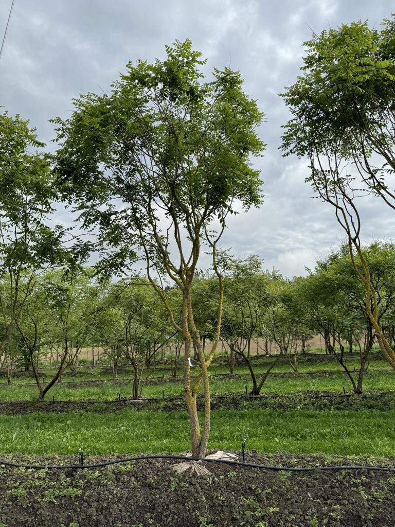 Koelreuteria paniculata