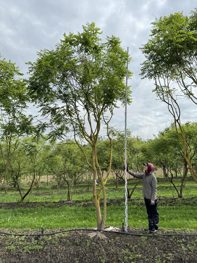 Koelreuteria paniculata