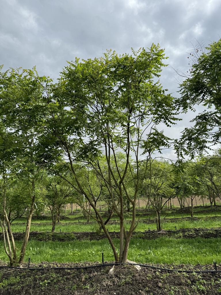 Koelreuteria paniculata