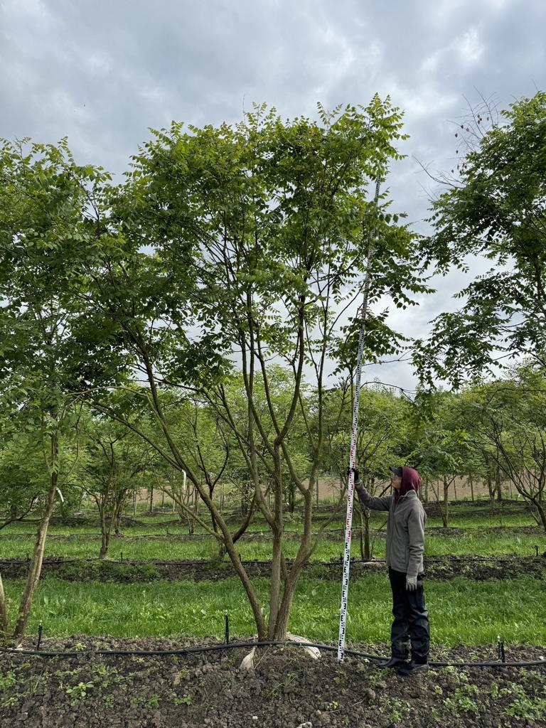 Koelreuteria paniculata