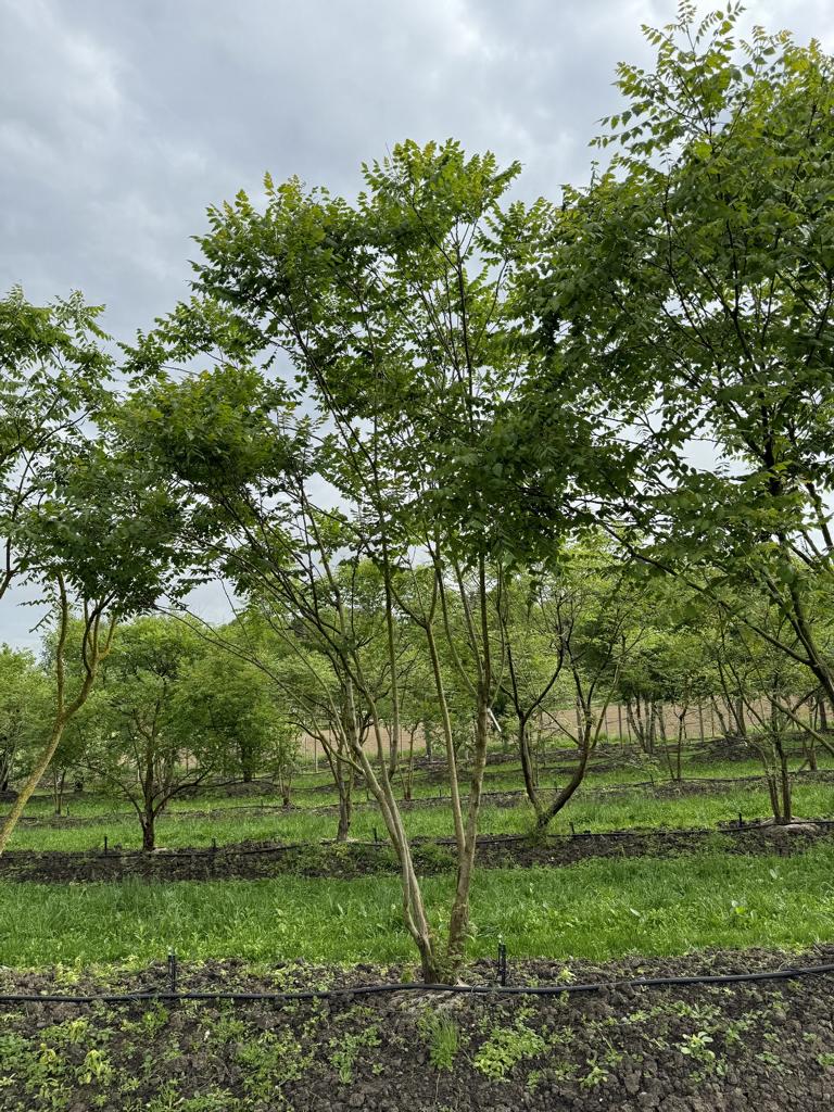 Koelreuteria paniculata