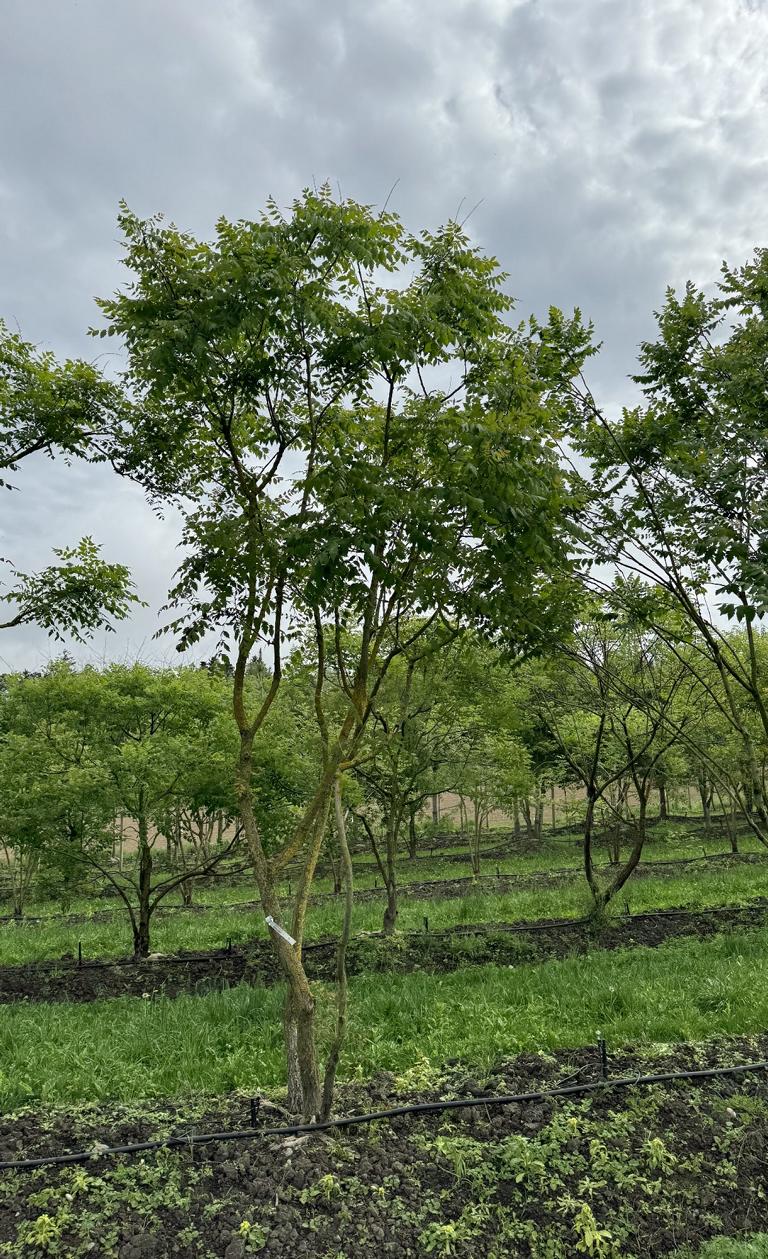 Koelreuteria paniculata