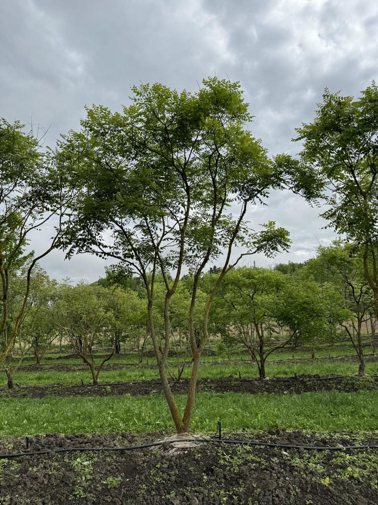 Koelreuteria paniculata