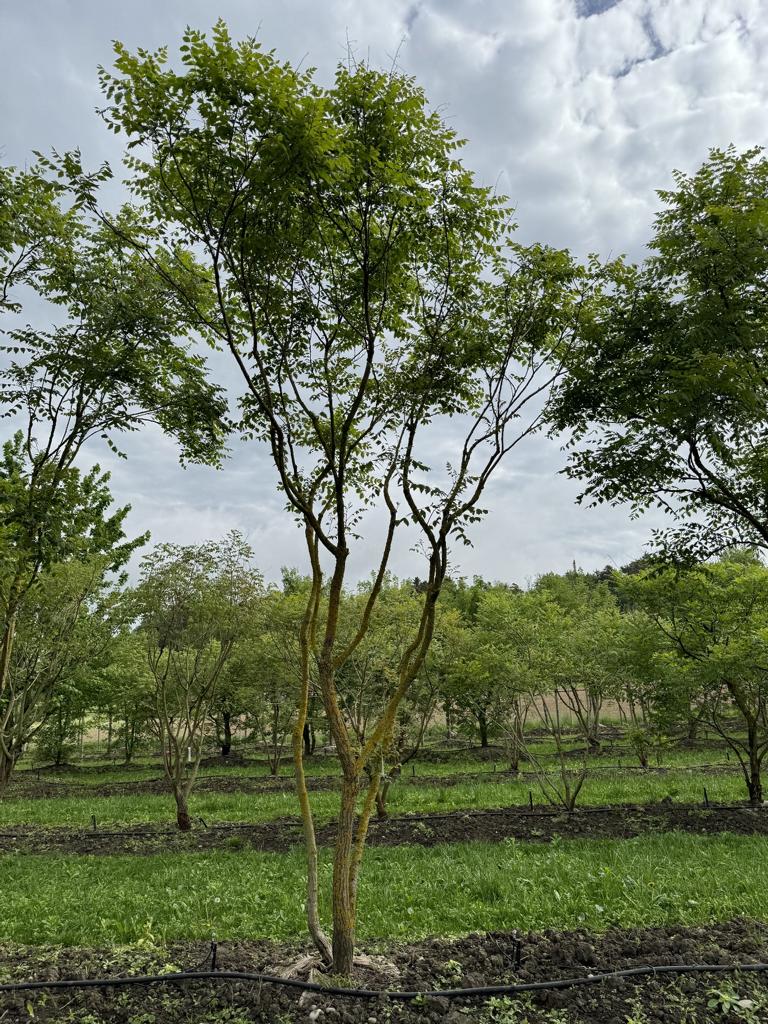 Koelreuteria paniculata