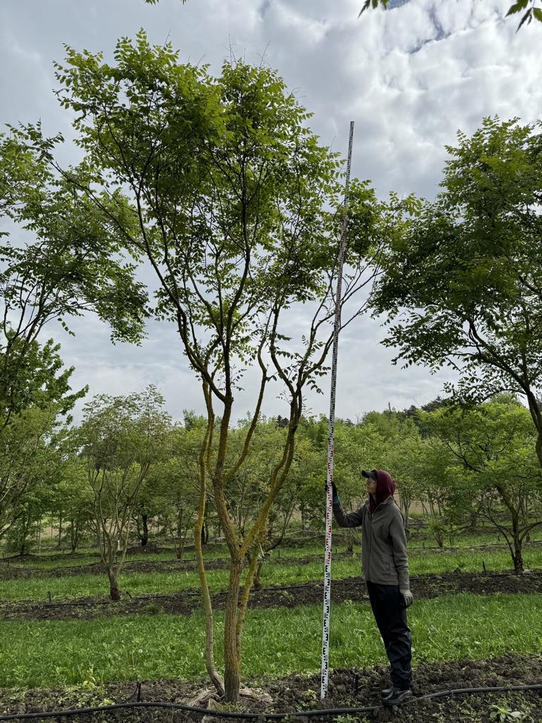 Koelreuteria paniculata