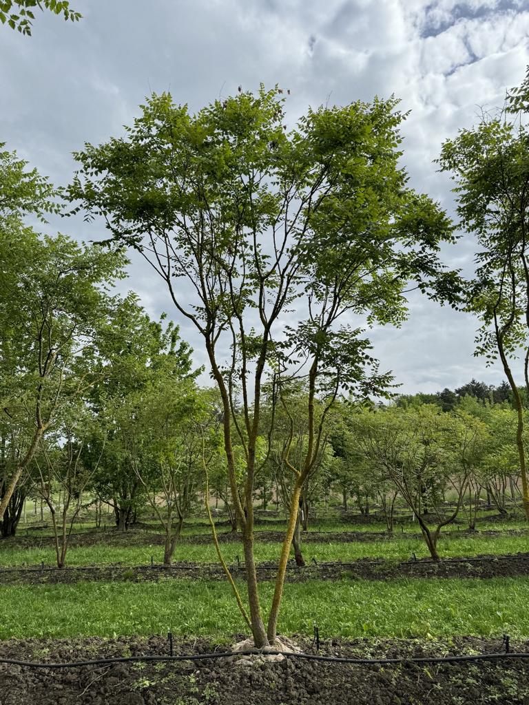 Koelreuteria paniculata