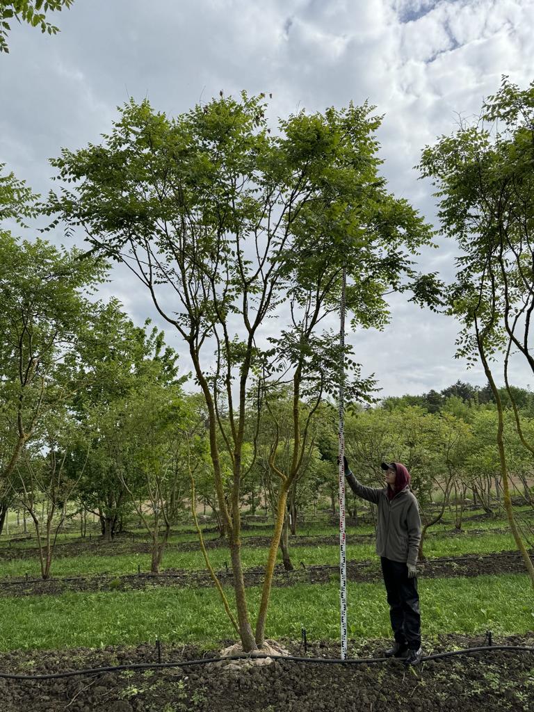 Koelreuteria paniculata