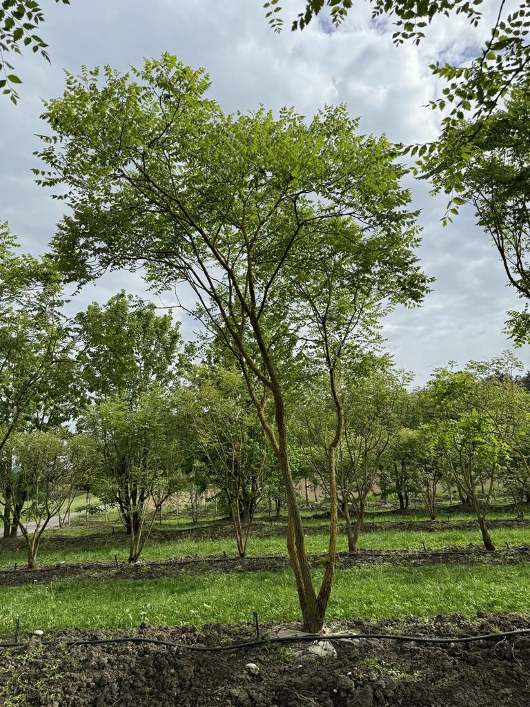 Koelreuteria paniculata