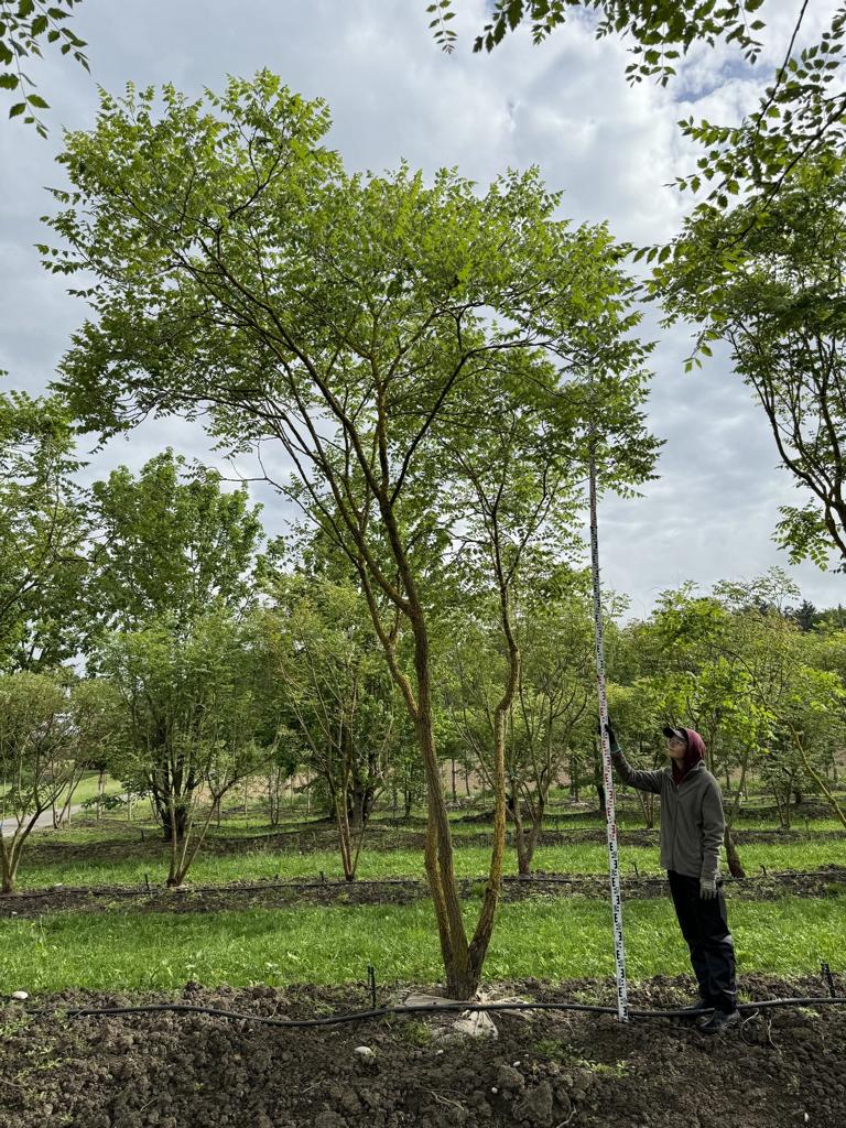 Koelreuteria paniculata