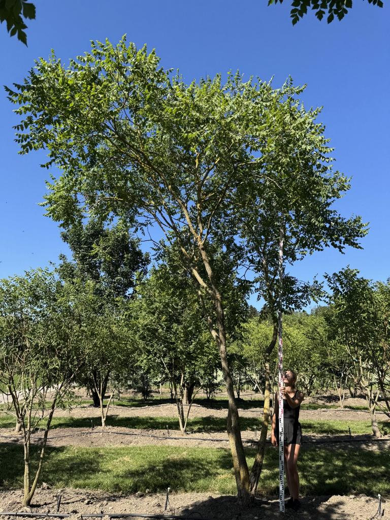 Koelreuteria paniculata