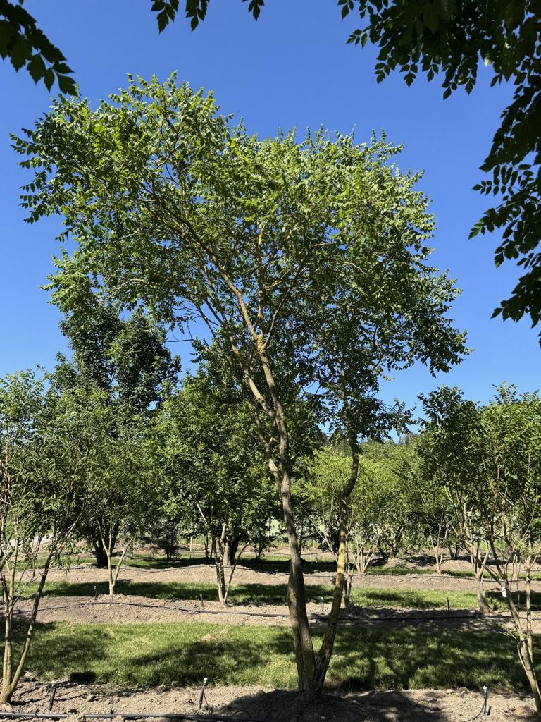 Koelreuteria paniculata