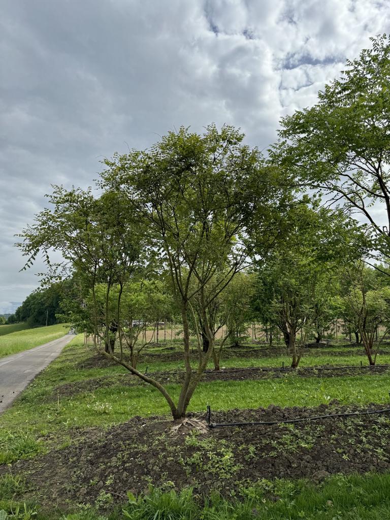 Koelreuteria paniculata