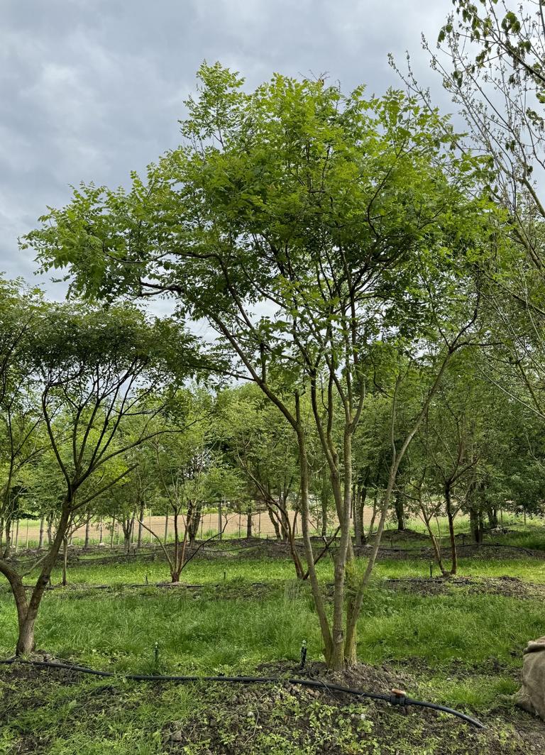 Koelreuteria paniculata