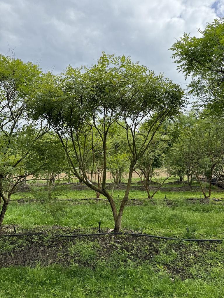 Koelreuteria paniculata