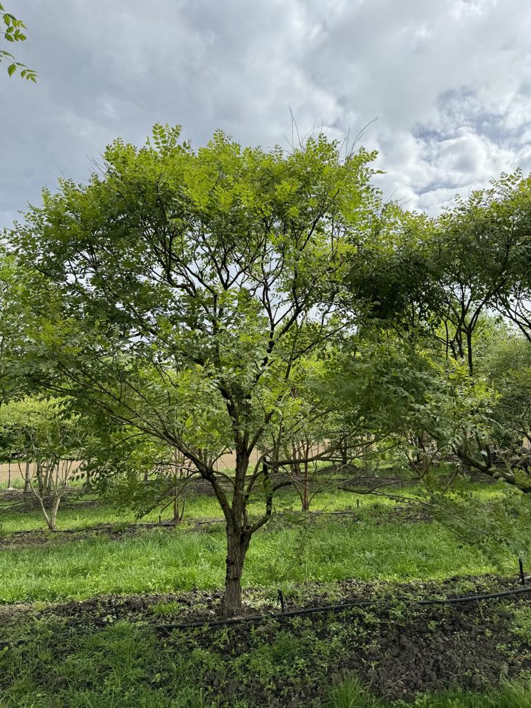 Koelreuteria paniculata