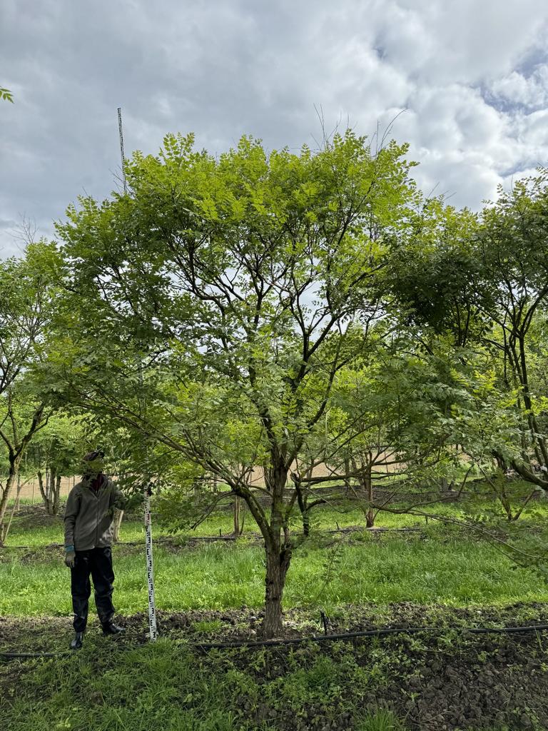 Koelreuteria paniculata