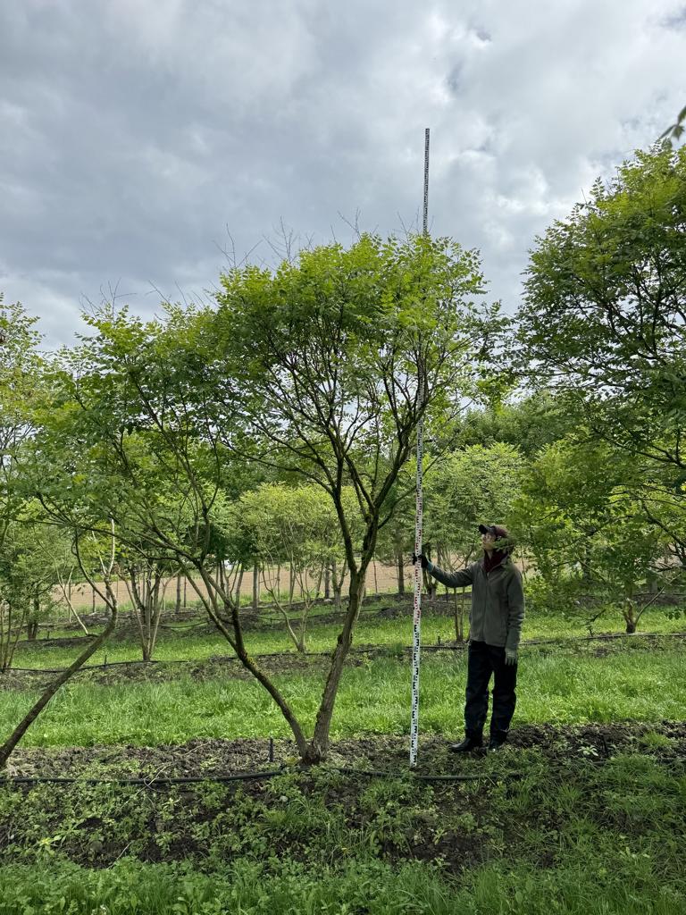 Koelreuteria paniculata