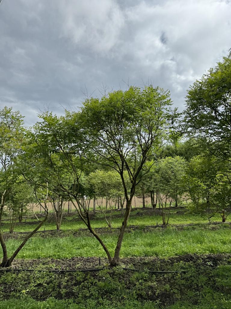 Koelreuteria paniculata