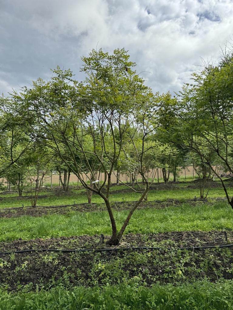 Koelreuteria paniculata