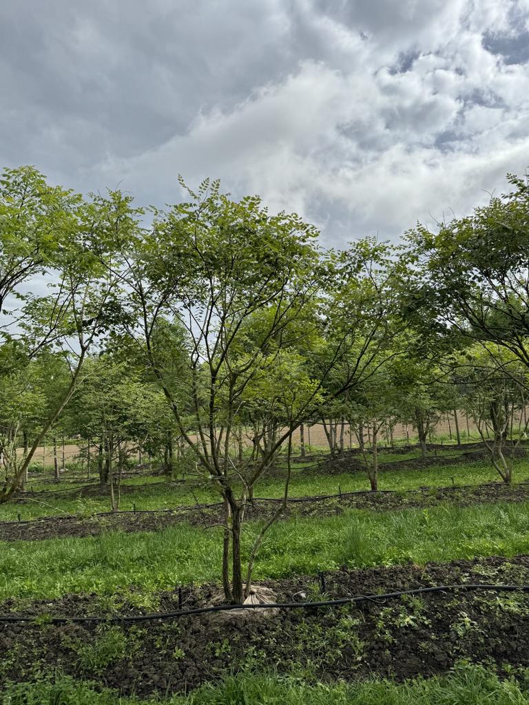 Koelreuteria paniculata