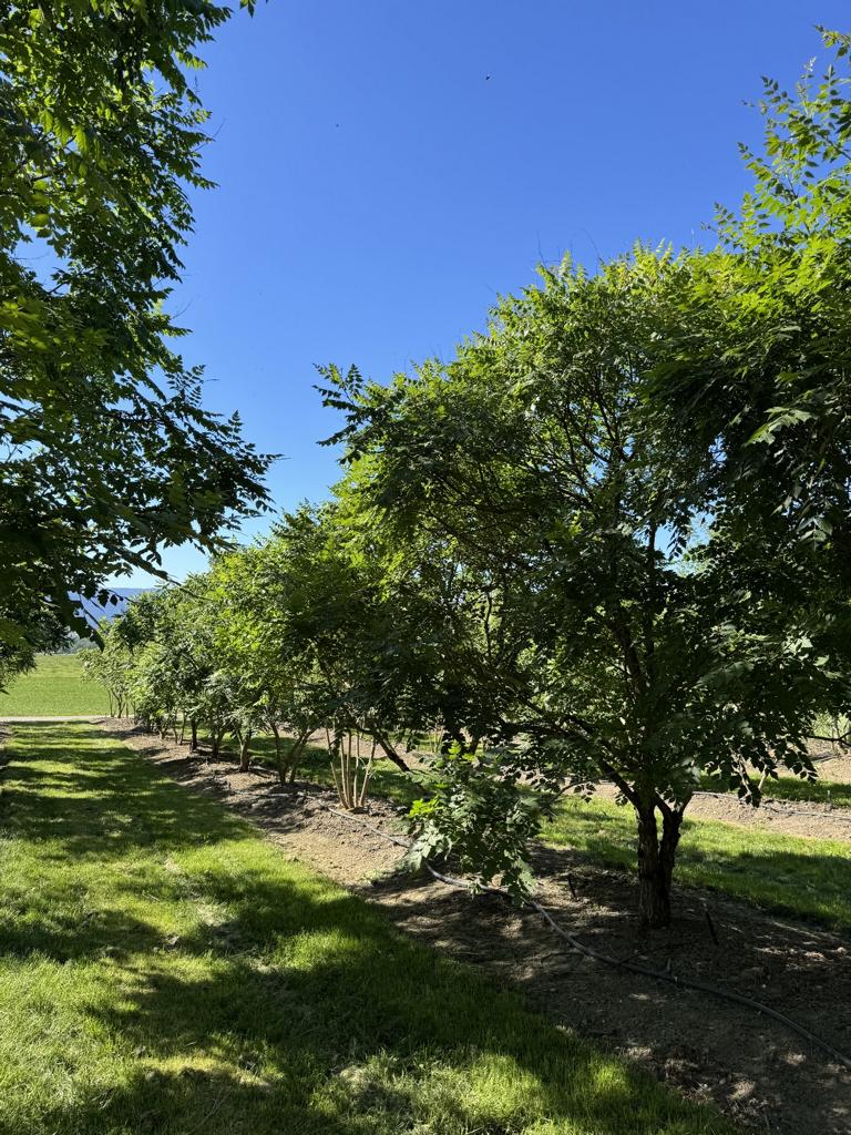 Koelreuteria paniculata