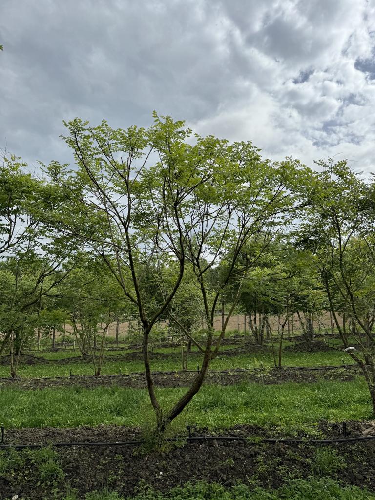 Koelreuteria paniculata