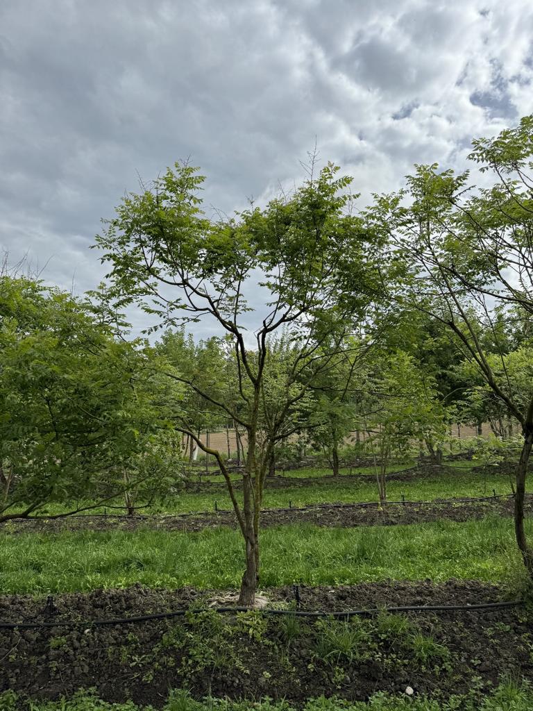 Koelreuteria paniculata
