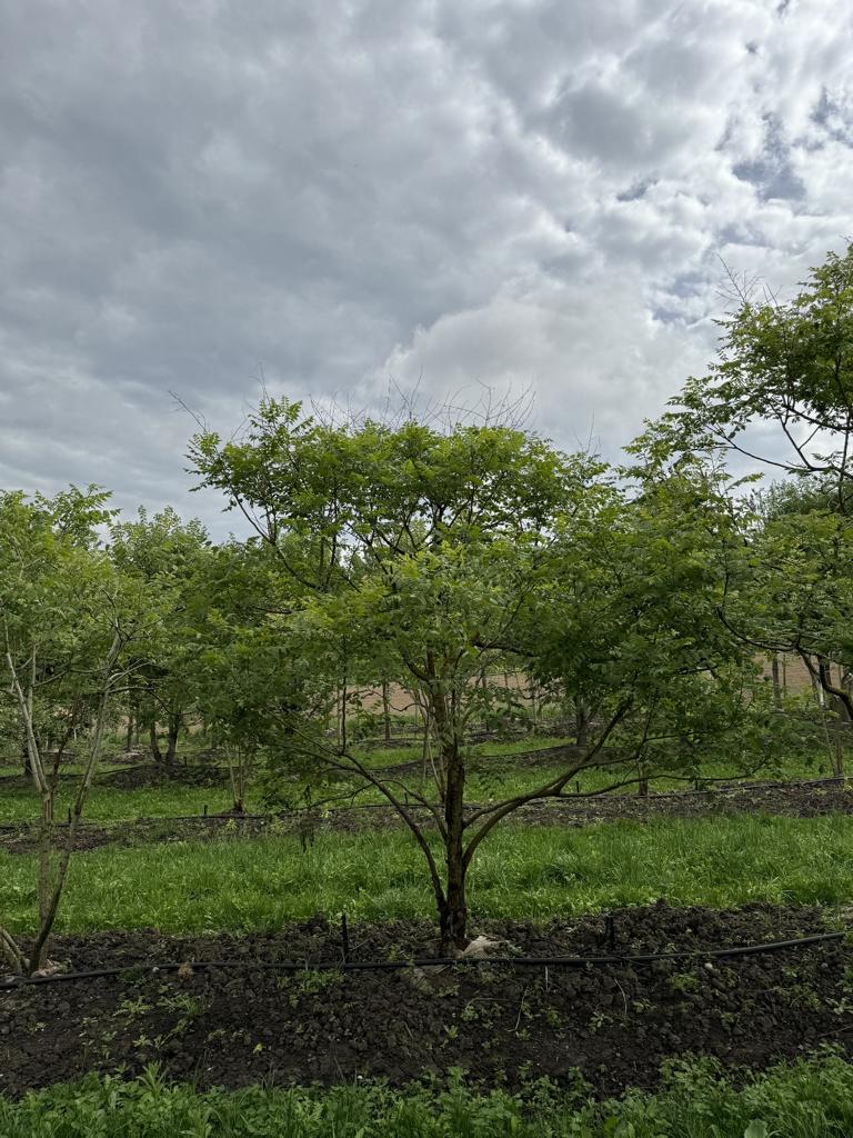 Koelreuteria paniculata