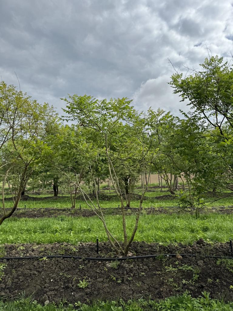 Koelreuteria paniculata