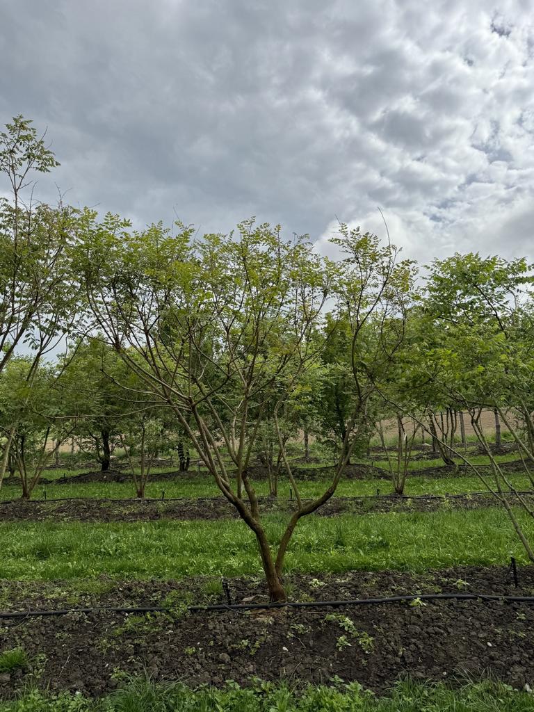 Koelreuteria paniculata