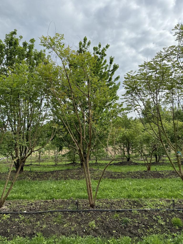 Koelreuteria paniculata