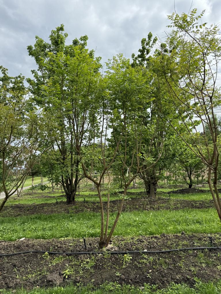 Koelreuteria paniculata