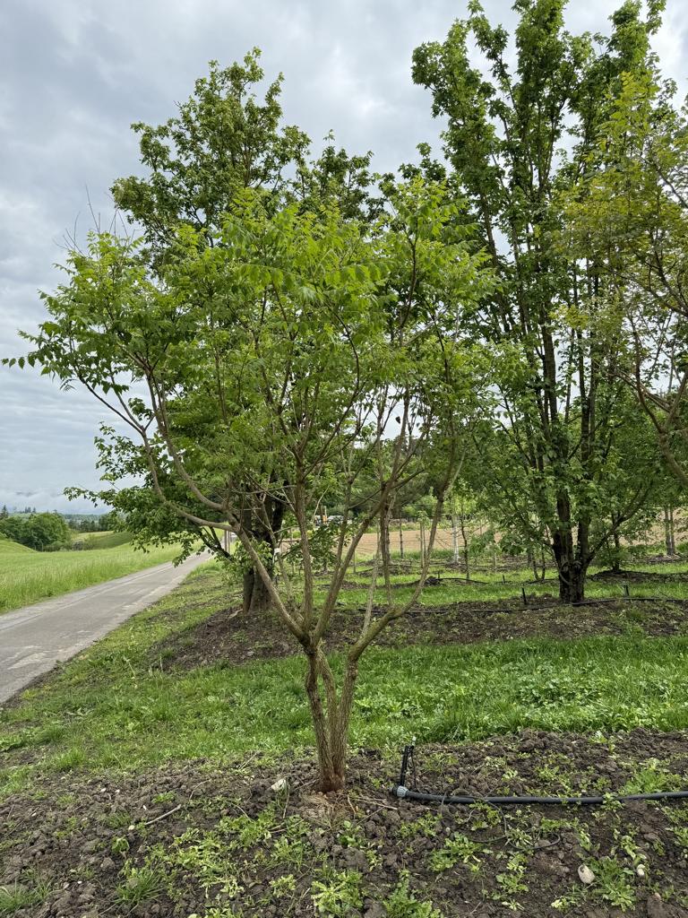 Koelreuteria paniculata