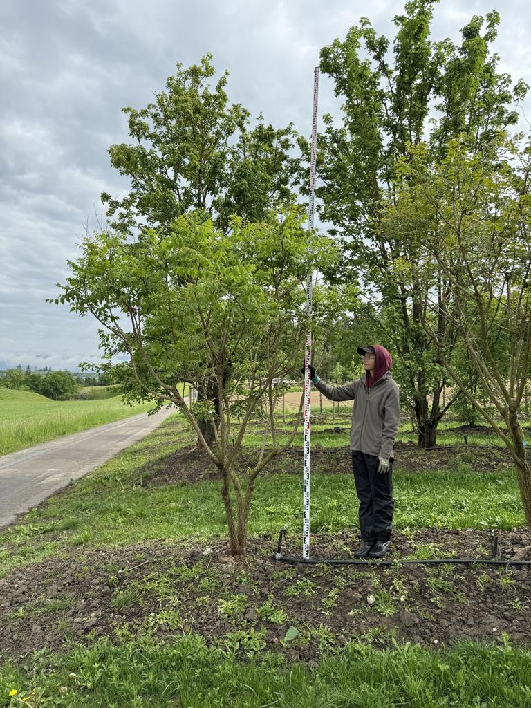 Koelreuteria paniculata